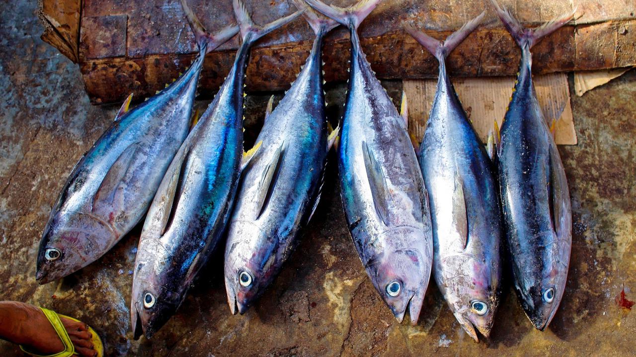 ilustrasi ikan tuna