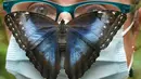 Kupu-kupu Biru (Morpho peleides) berusia beberapa jam mendarat di atas kepala seorang perempuan yang mengenakan masker di Taman Kupu-Kupu Alaris di Lutherstadt Wittenberg, Jerman pada 8 September 2020. (Waltraud Grubitzsch/dpa via AP)