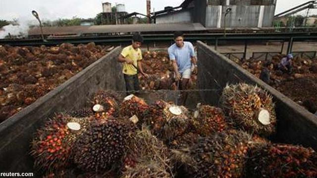 Ilustrasi CPO 3 (Liputan6.com/M.Iqbal)