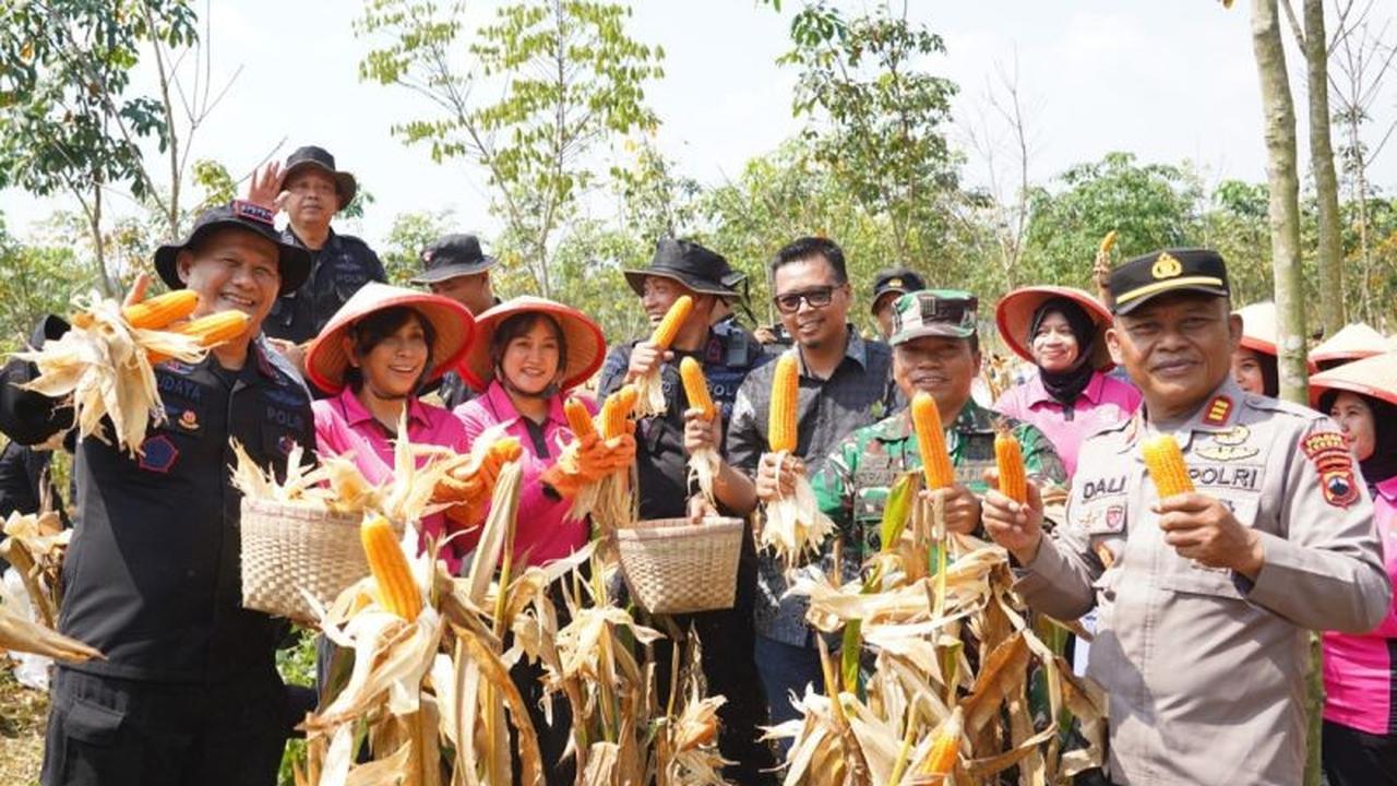 Brimob Polda Jateng Panen Delapan Ton Jagung di Kendal, Perkuat Ketahanan Pangan Nasional