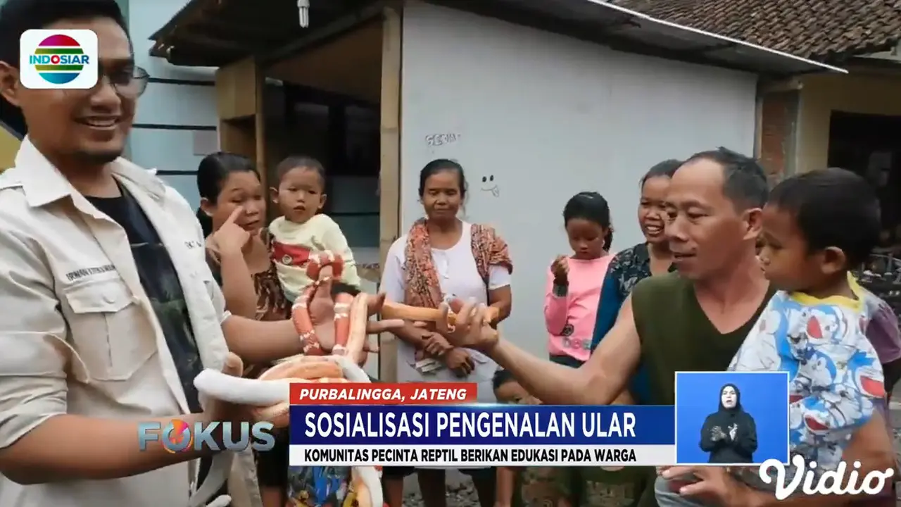 Marak Teror Ular, Komunitas Pecinta Reptil Lakukan Sosialisasi Tentang Ular. sumberfoto: Indosiar