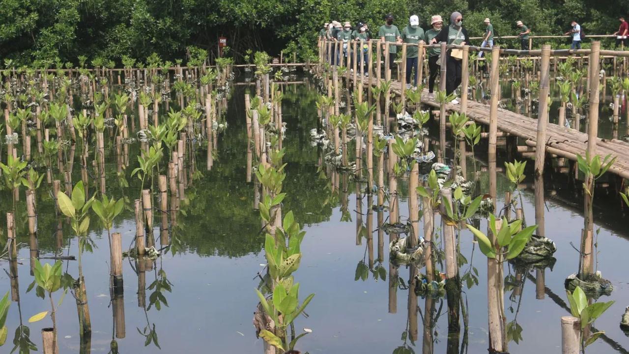 Di Indonesia, ada banyak hutan mangrove yang saat ini dijadikan tempat wisata alam.