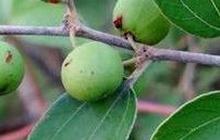 9 Manfaat Daun Bidara untuk Kesehatan Tubuh, Tanaman Herbal yang Disebutkan dalam Al-Quran