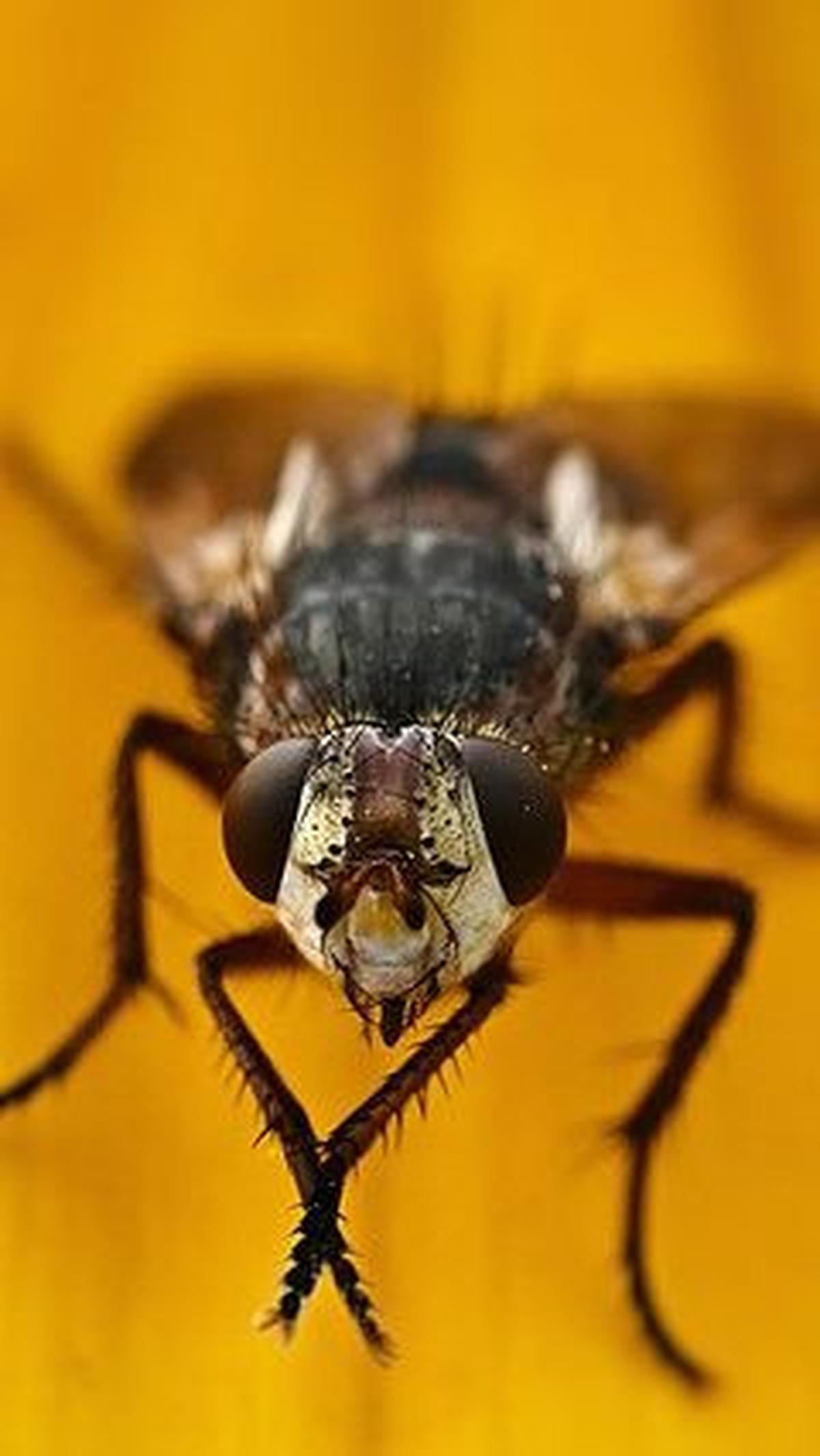 7. Lalat Tsetse