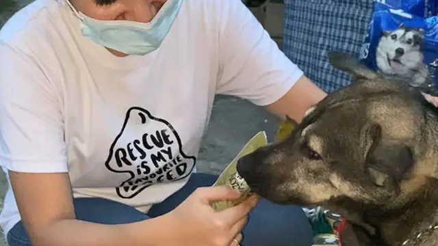 Viral Anjing Liar Temukan Bayi Dibuang di Tempat Sampah