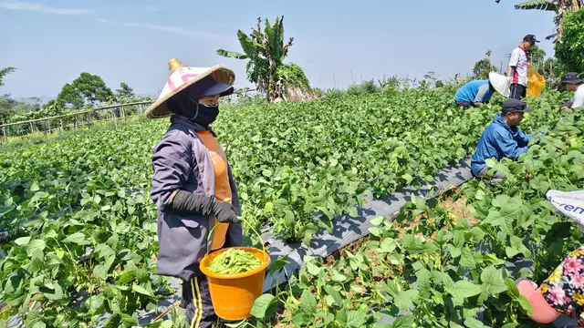 petani edamame di Sukabumi