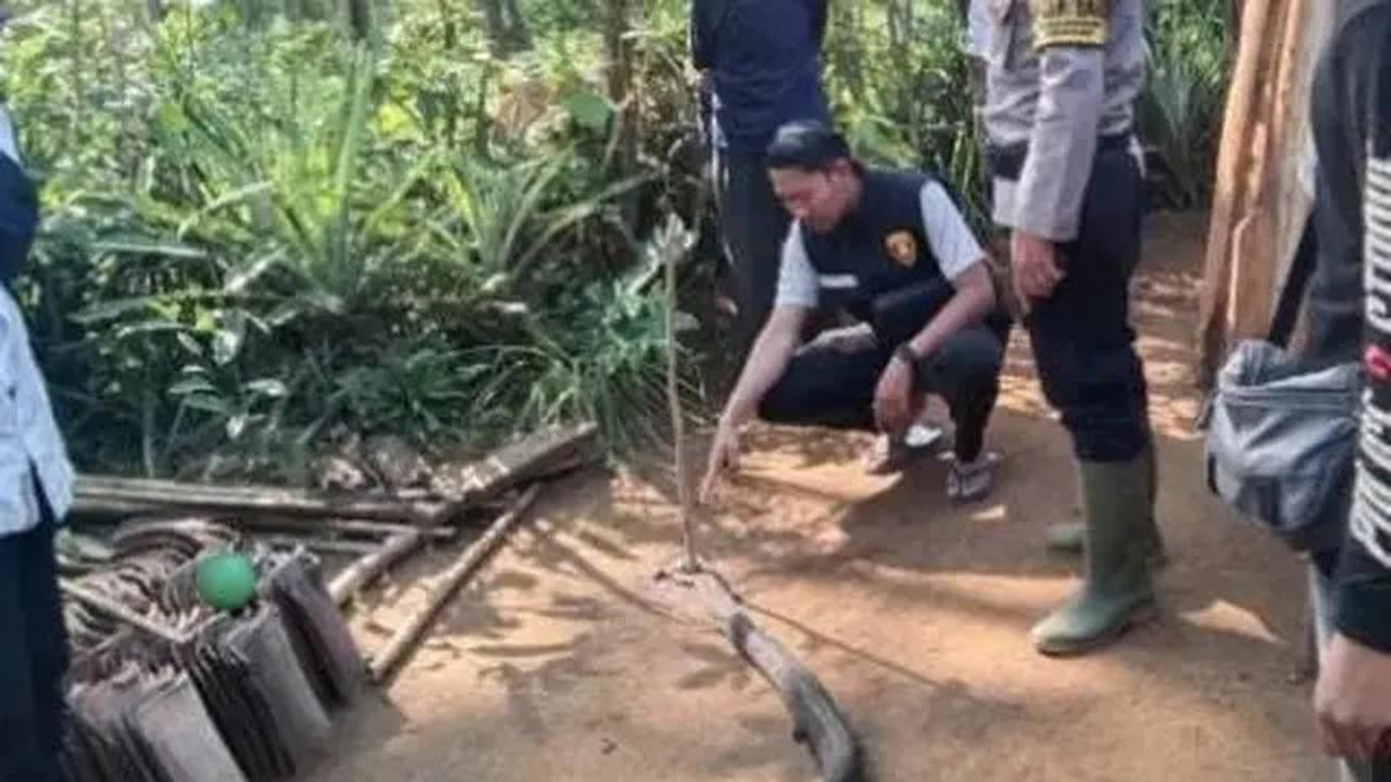 Nyali Besar Berujung Maut, Pria Paruh Baya Tewas Duel Lawan Ular Kobra Sepanjang 4 Meter