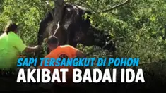 HANTAMAN BADAI IDA, SAPI SAMPAI TERSANGKUT DI POHON