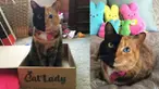 Selain memiliki warna kulit yang berbeda di bagian kanan dan kiri wajahnya, kucing ini juga memiliki warna mata yang berbeda.