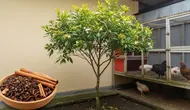 7 Jenis Pohon Aromatik untuk Rumah Dekat Kandang Ayam agar Bau dan Lalat Berkurang