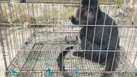 Lutung Liar Bikin Geger Warga di Sukabumi, Loncat-loncat hingga Masuk Kamar