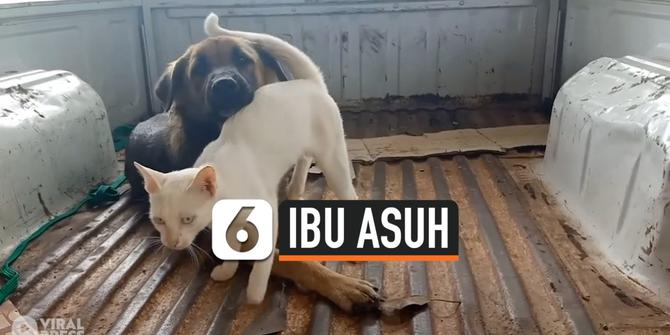VIDEO: Anjing Jantan Jadi Ibu Asuh Kucing Terlantar