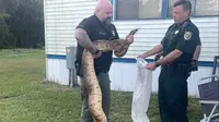 Sheriff tangkap ular boa di Florida. Dok: Facebook/St. Lucie County Sheriff's Office&nbsp;