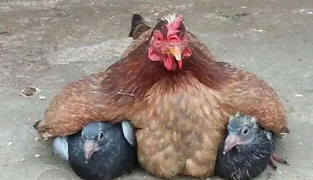 Foto Ini Buktikan Bahwa Induk Ayam Bisa Jadi Ibu Berbagai Hewan