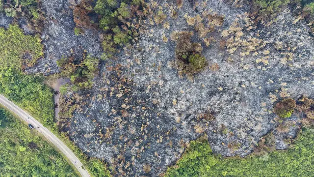 Kebakaran Hutan Meluas di Kalimantan Barat