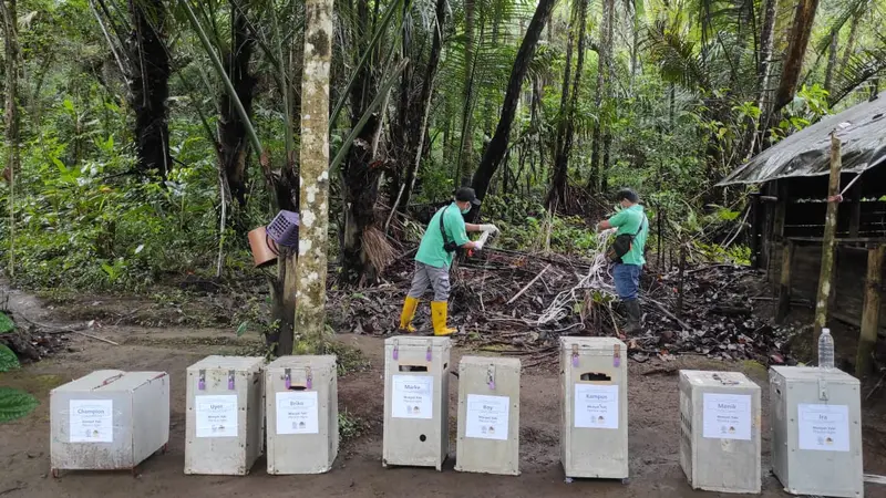 Proses pemindahan 8 ekor yaki dari kandang habituasi di Gunung Masarang, Kelurahan Rurukan, Kota Tomohon, Sulut.