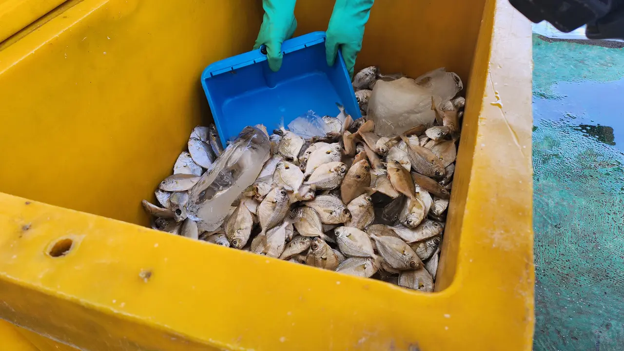 Ikan petek, biasanya diolah jadi ikan asin murah, kini naik kelas sebagai bahan utama susu ikan. (Foto: Ade Nasihudin Al Ansori/Liputan6.com)