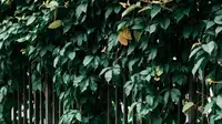 10 Tanaman Rambat Daun Tebal yang Tidak Mudah Gugur, Cocok untuk Hijaukan Rumah