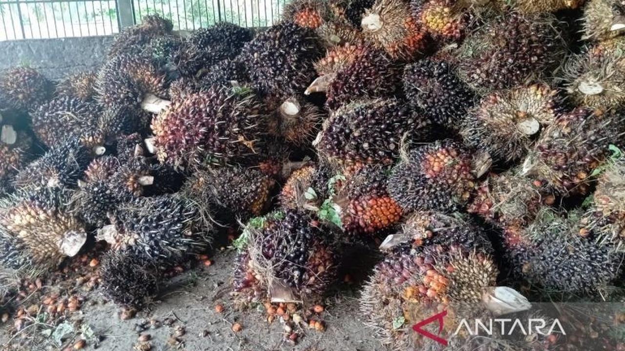 Trivia: Harga TBS Sawit Kaltim Turun Tipis Akibat Pelemahan CPO di Akhir Oktober 2025?