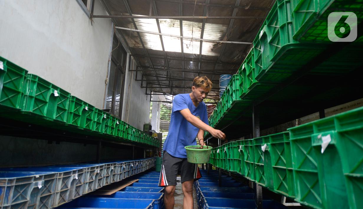 Aktivitas pekerja di pusat budidaya cupang Boston Betta Serpong, Tangerang Selatan, Selasa (8/12/2020). Dalam satu bulan Boston Betta mampu menjual Ikan cupang hias sebanyak 10 ribu ekor secara daring maupun langsung dengan omset mencapai Rp100 juta. (merdeka.com/Dwi Narwoko)