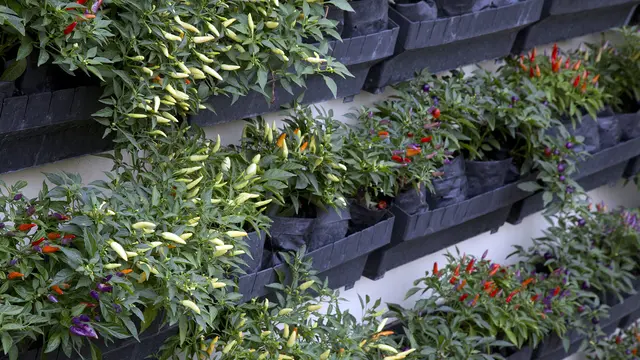 Cara Menanam Cabe Rawit Di Polybag