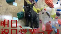 (boredpanda.com/ bouldering gym BOULBAKA)