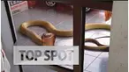 Ular adalah hewan liar yang habitatnya paling dekat dengan hidup manusia. Jadi tidak aneh kalau ular juga sering muncul di tengah-tengah masyarakat, hingga datang ke rumah-rumah warga.