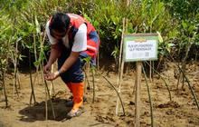 Tahukah Anda 100 Mangrove Bisa Serap 121,7 Kg CO2? PLN Tanam Mangrove di Trenggalek Dukung NZE