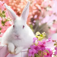 Apakah kelinci masih tergambarkan sebagai hewan imut dalam shio? Yuk, simak ulasannya. (Sumber foto: ramalanqamu.blogspot.co.id)