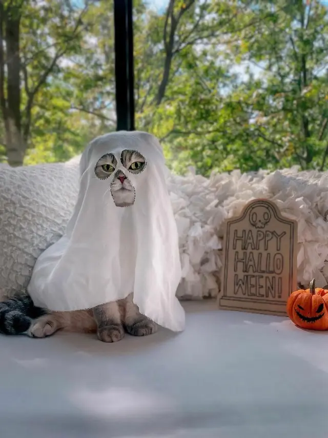 Kenalkan Benson, Kucing Jalanan yang Berubah Jadi Stylish Setelah Diadopsi