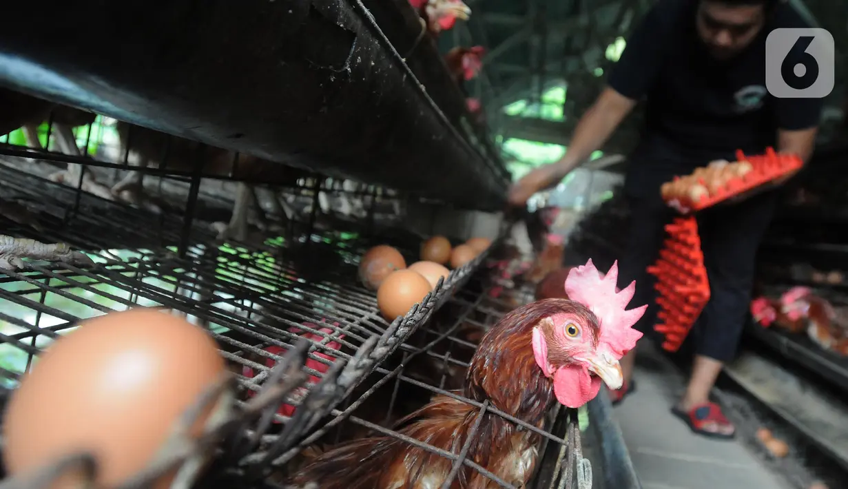 Pekerja memanen telur ayam di salah satu peternakan kawasan Pengasinan, Bogor, Selasa (28/12/2021). Menurut peternak setempat, dua hari terakhir harga telur ayam ras di tingkat peternak mulai mengalami penurunan dari Rp30 ribu menjadi Rp28 per kilogram. (merdeka.com/Arie Basuki)