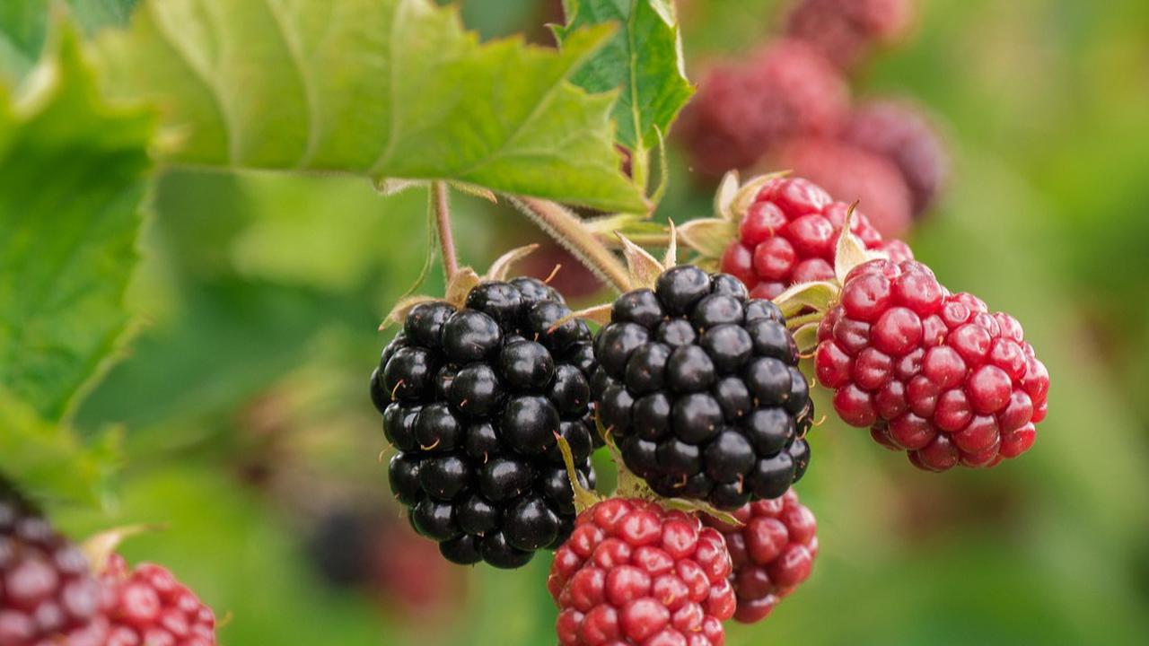 Rumah dengan Teras Terbuka Jadi Cantik saat Ditanami 10 Buah-buahan Berpohon Pendek yang Tahan Panas