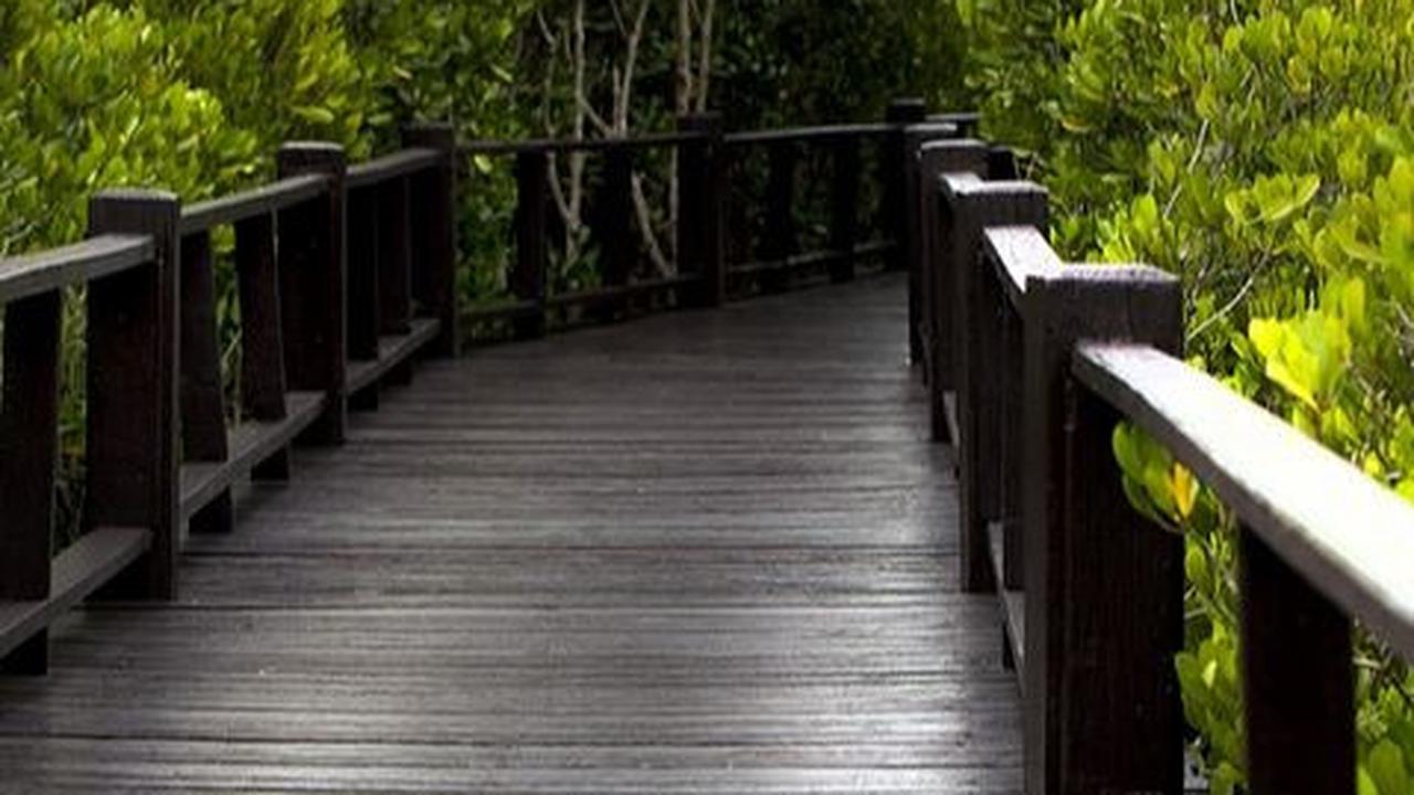 7 Wisata Mangrove di Indonesia, Sajikan Pemandangan Alam Hijau yang Asri