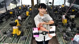 Pengguna layanan live streaming menjual ayam Plymouth Rock secara daring di Danfeng, Provinsi Shaanxi, China, 20 Juli 2020. Penjualan daring produk pertanian di wilayah itu mencatat kenaikan beberapa tahun terakhir berkat peningkatan infrastruktur e-commerce di pedesaan. (Xinhua/Liu Xiao)