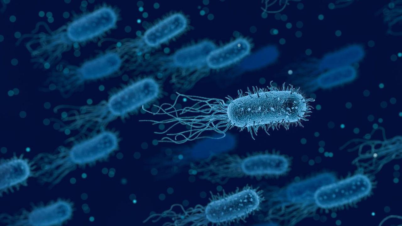 Penyebab Meningitis