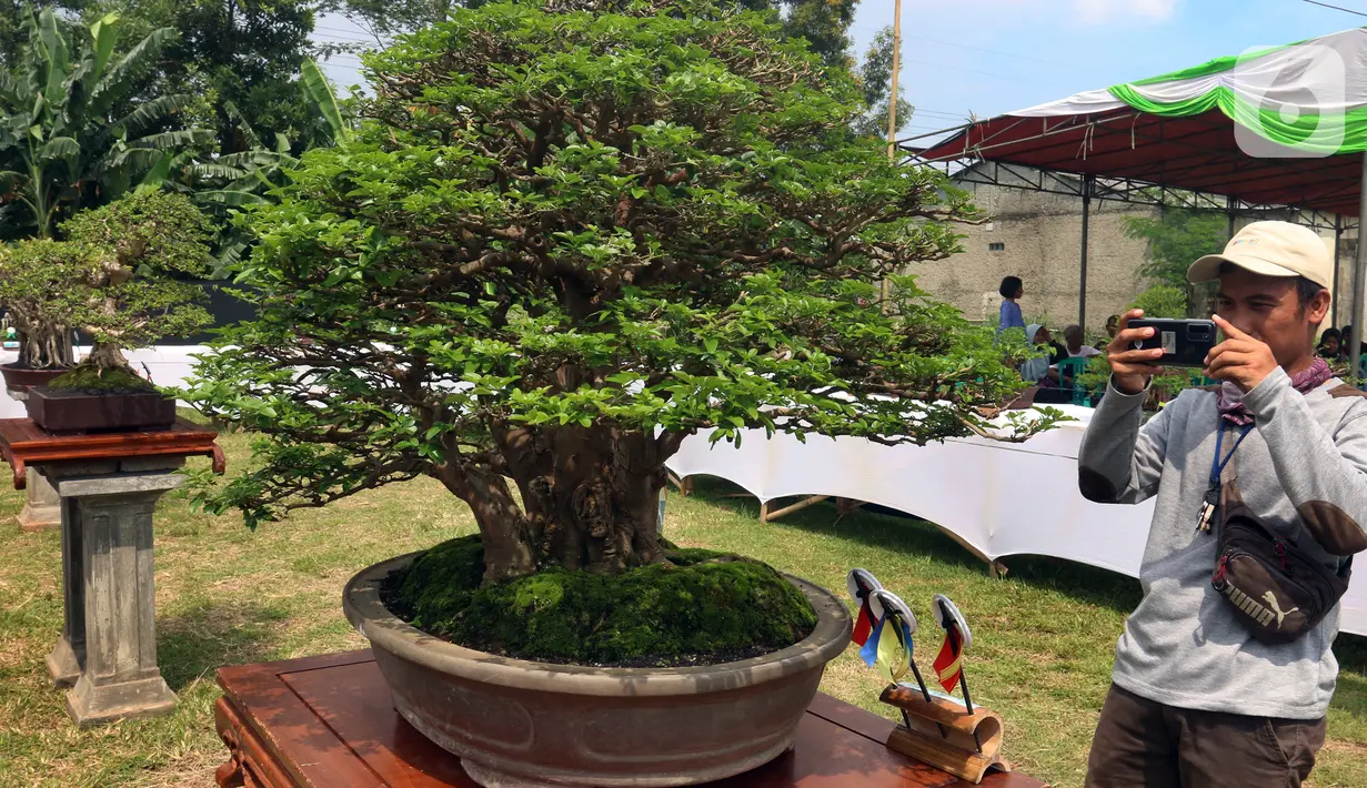 Pengunjung mengambil gambar tanaman bonsai saat pameran dan kontes di Lapangan Bola Chikal, Tapos, Depok, Jawa Barat, Minggu (4/12/2022). Harga tanaman bonsai tertinggi mencapai Rp 800 juta. (merdeka.com/Arie Basuki)