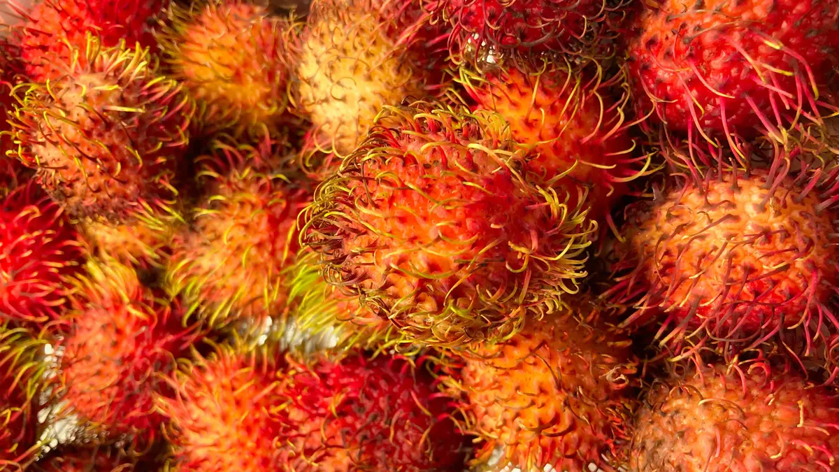 Arti Mimpi Buah Rambutan, Perlu Anda Ketahui - Ragam Bola.com