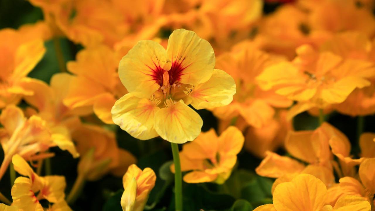 Ilustrasi Nasturtium
