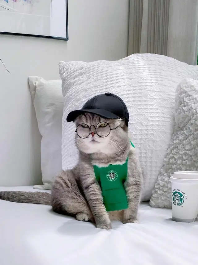 Kenalkan Benson, Kucing Jalanan yang Berubah Jadi Stylish Setelah Diadopsi