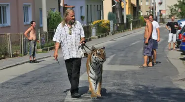 Pemilik dan pelatih hewan sirkus, Jaromir Joo mengajak harimaunya yang bernama Taiga berjalan-jalan di Letovice, Republik Ceko, 30 Agustus 2015. (AFP PHOTO/Radek MICA)