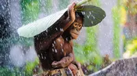 Orangutan yang sedang melindungi dirinya dari hujan. 