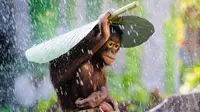 Pengadilan Argentina Perjuangkan Hak Asasi untuk Orangutan