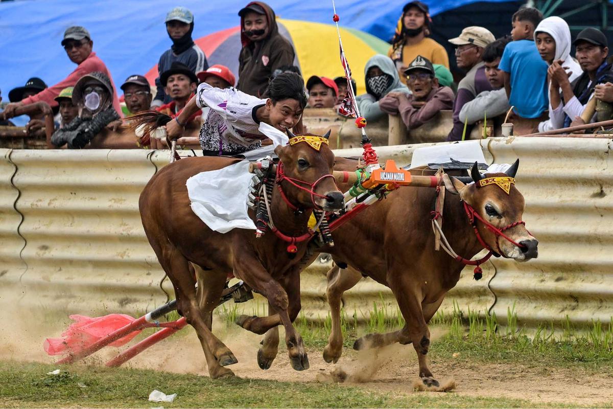 FOTO: Adu Cepat Karapan Sapi di Bangkalan Madura