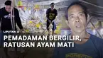 Di tengah usaha PLN menyelesaikan masalah pemadaman listrik bergilir, padam listrik masih terjadi di Jember, Jawa Timur. Peternak ayam broiler merugi, ratusan ayam mati karena tidak berfungsinya kipas blower.