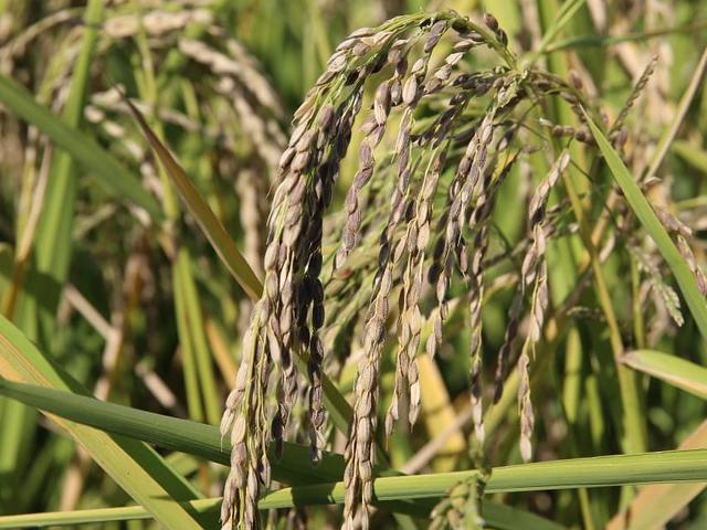 Berbagai Langkah Strategis Di Sektor Pertanian Demi Ketahanan Pangan Di Masa Pandemi Covid 19 Bisnis Liputan6 Com