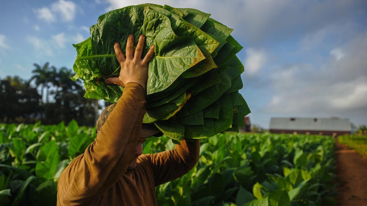 Melihat Perkebunan Tembakau Terbaik di Kuba