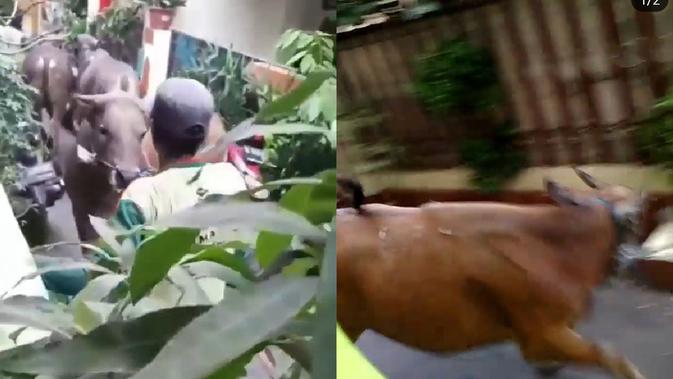 6 Video Sapi Kurban Ngamuk Saat Akan Disembelih Bikin Geger Warga Citizen6 Liputan6 Com
