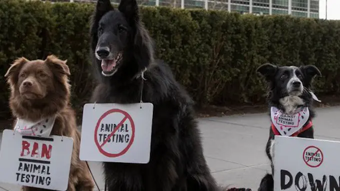 Anjing yang melakukan protes/copyright the body shop