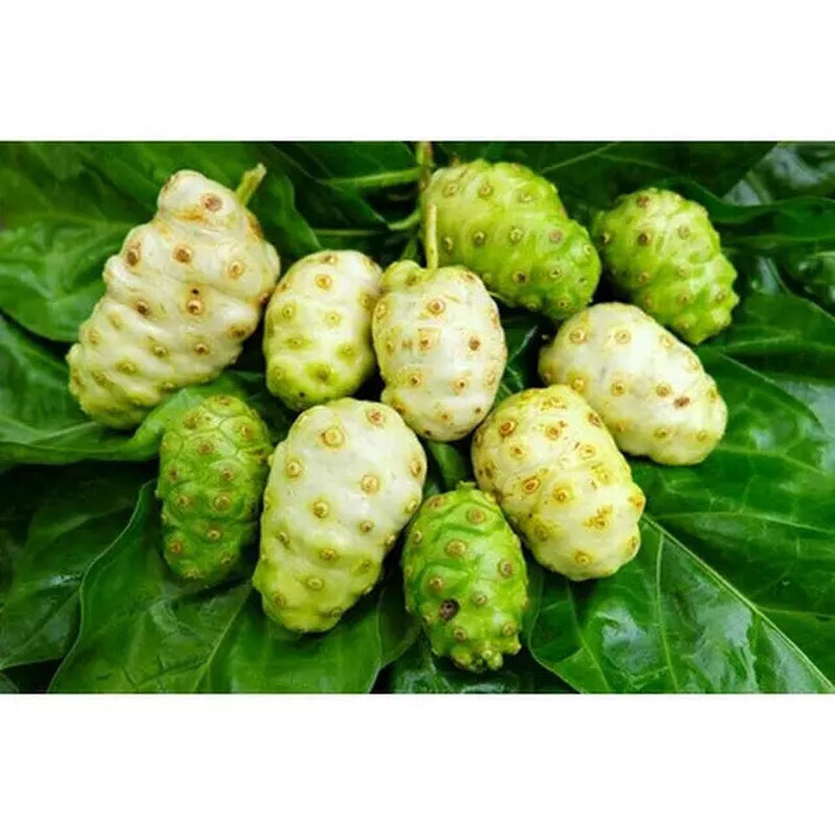 Cara Mengolah Buah Mengkudu, Ini Manfaatnya untuk Kesehatan