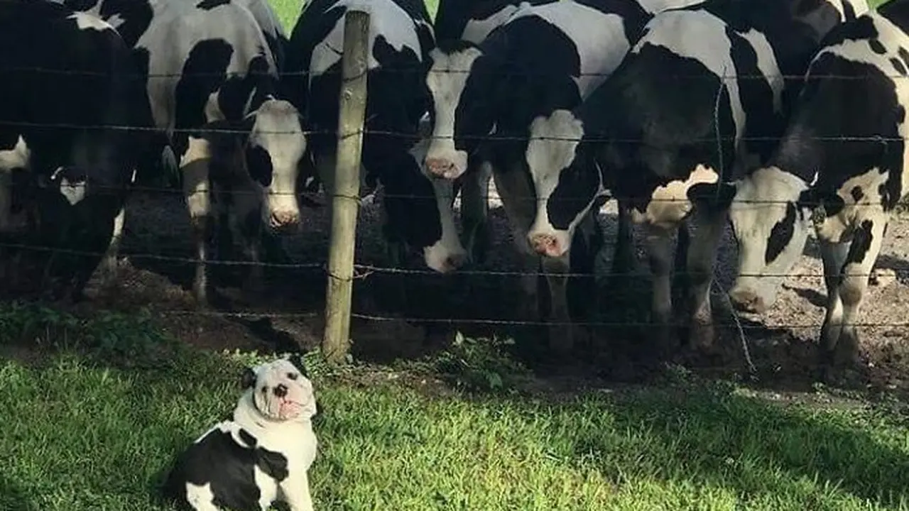 8 Potret Menggemaskan Anjing Ini Bakal Ceriakan Harimu